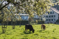 Kühe auf Weide links davon Hochstammbäume